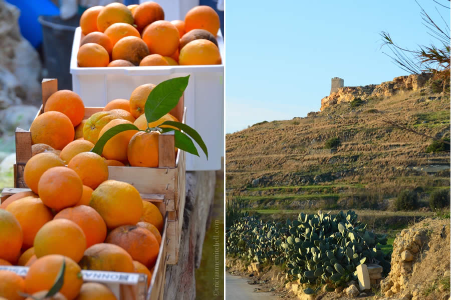 Harvesting oranges Malta ecotour