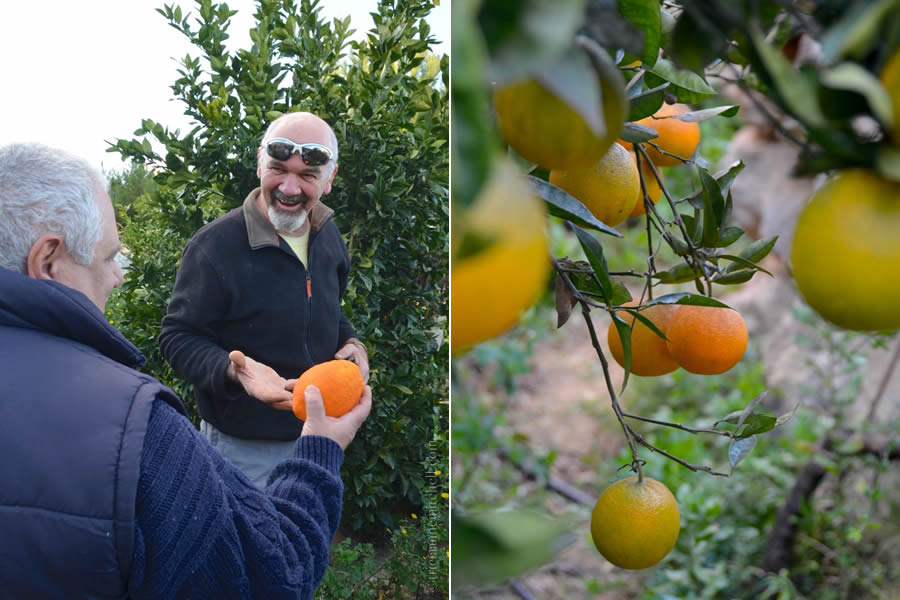 Harvesting oranges Malta