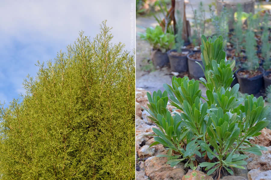 Malta national tree għargħar and national plant Widnet il-Baħar,