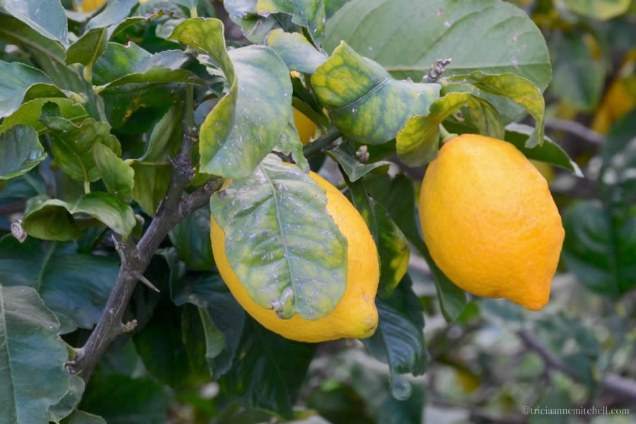 Maltese Lemons Harvest