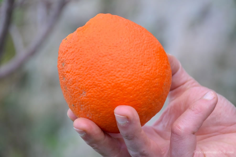 Maltese orange harvest ecotourism