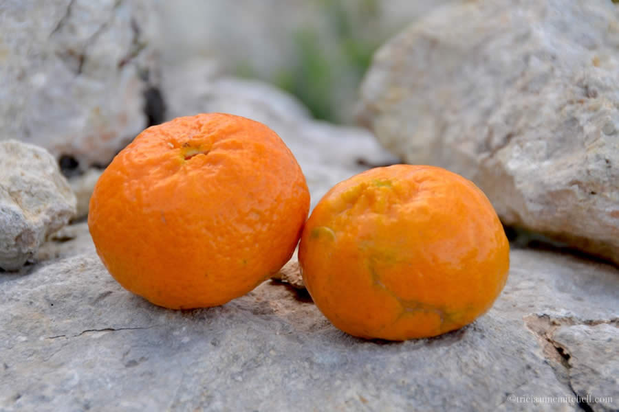 Maltese Tangerine