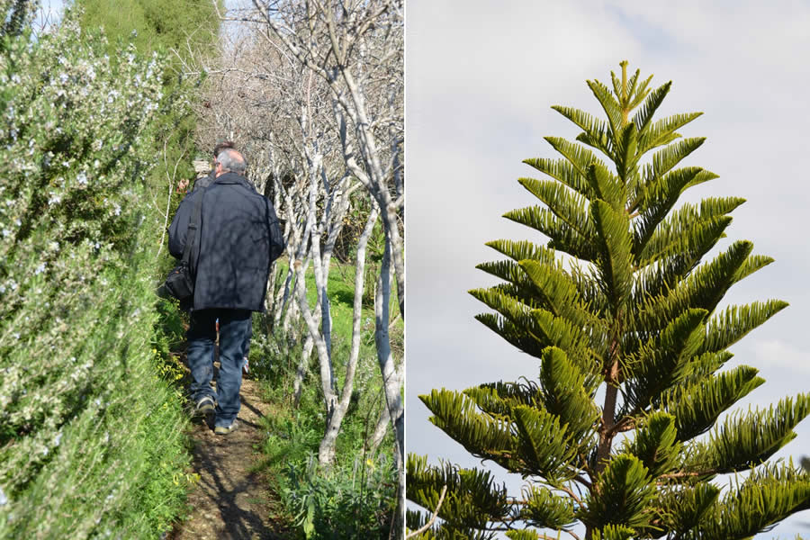 Tan-Nixxiegħa Olive Grove Merill Ecotour