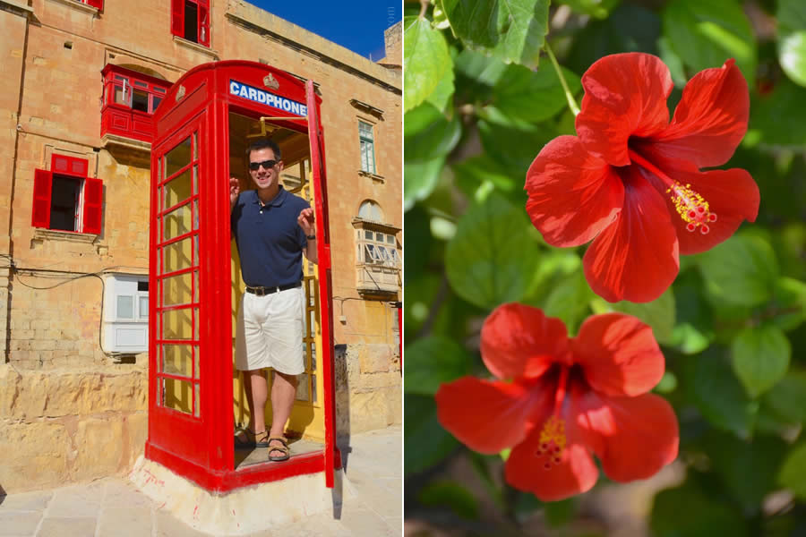 Malta British Phone Booth and Hibiscus Flowers
