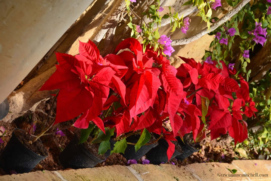 San Anton Gardens Malta Poinsettia