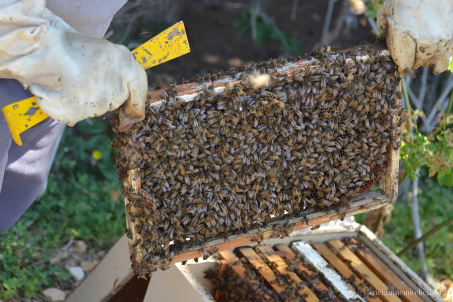 Beekeeping in Malta