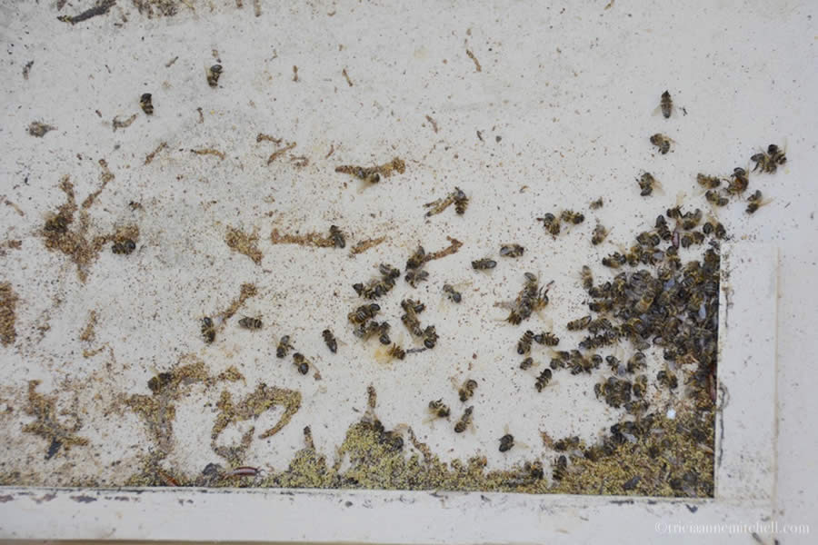 Colony Dead Bees Malta