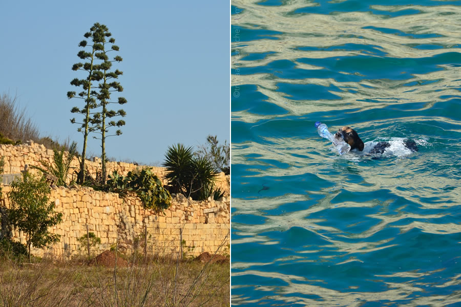 Malta’s Cliff-Diving Dog Captures Hearts Around the World – Travels ...