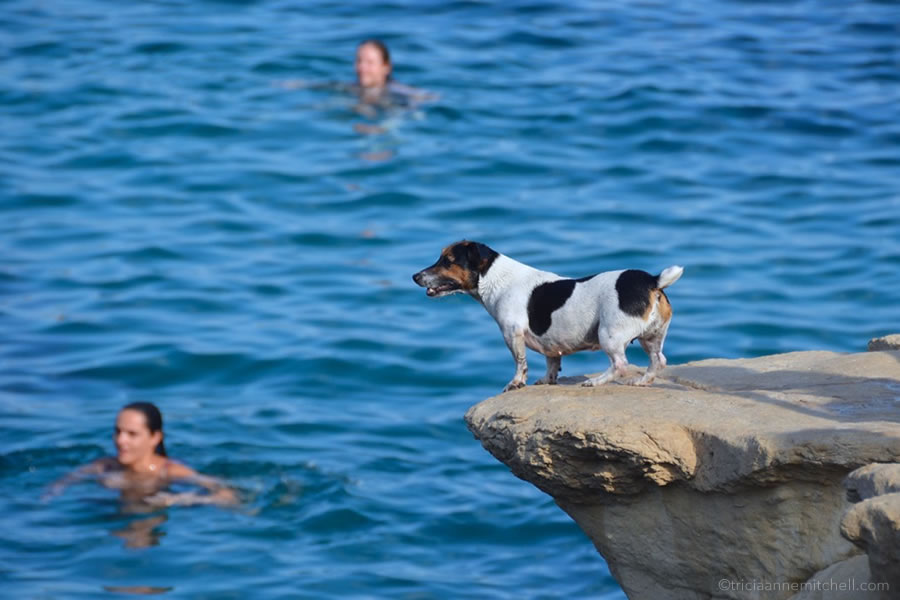 titti-famous-diving-dog-malta