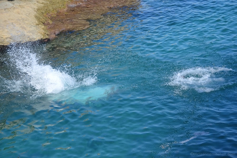 titti-malta-diving-dog-mediterranean