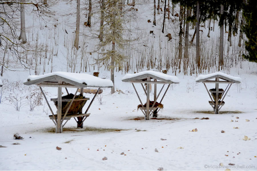 ammergauer-alps-wild-deer-feeding-bavaria-wildtierfuetterung-graswangtal-bayern