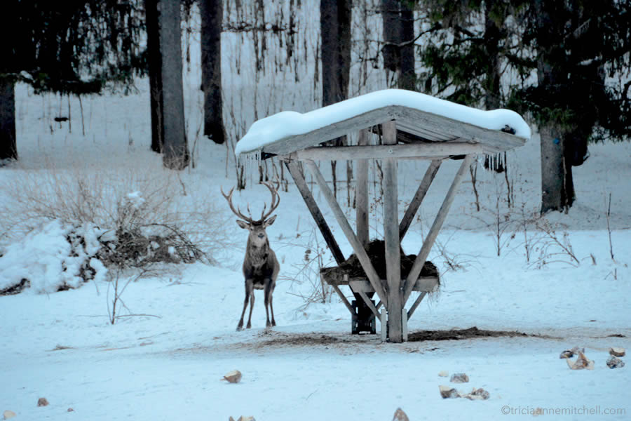 ammergauer-alps-wild-deer-feeding-bavaria-wildtierfuetterung-graswangtal-bayern