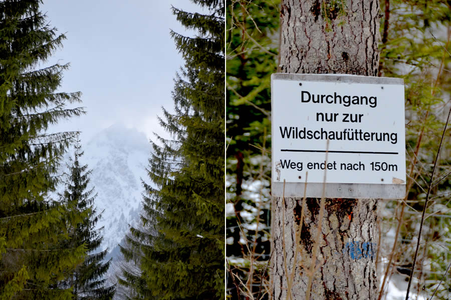 wild-animal-feeding-germany-graswangtal
