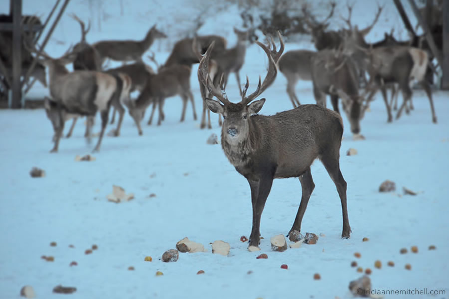wild-deer-feeding-bavaria-germany-wildtierfuetterung-graswangtal-bayern