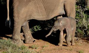 A baby elephant stands close to its mother, inside South Africa's Addo Elephant National Park