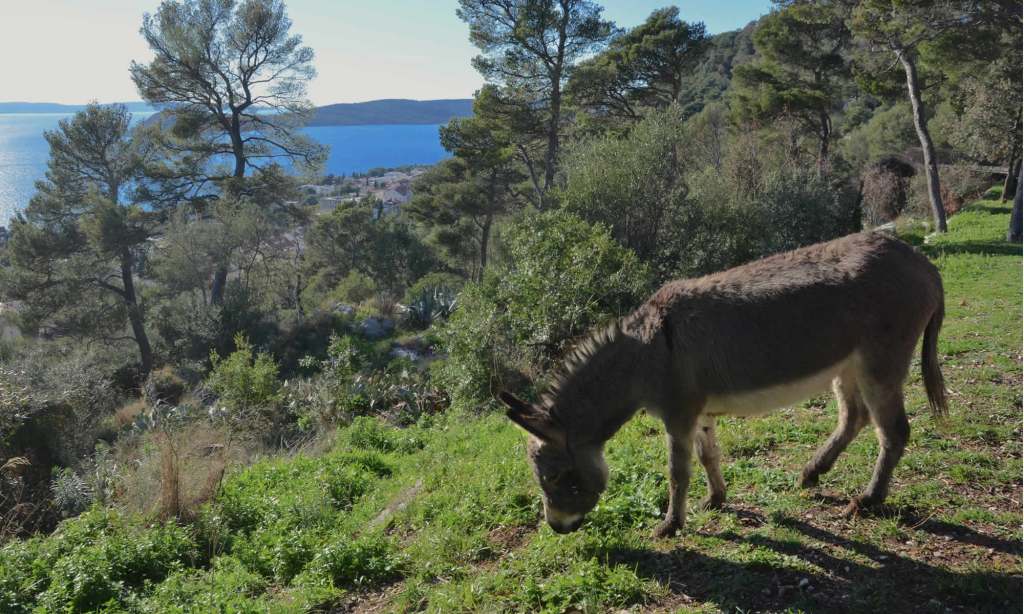 Donkey Marjan Split Croatia