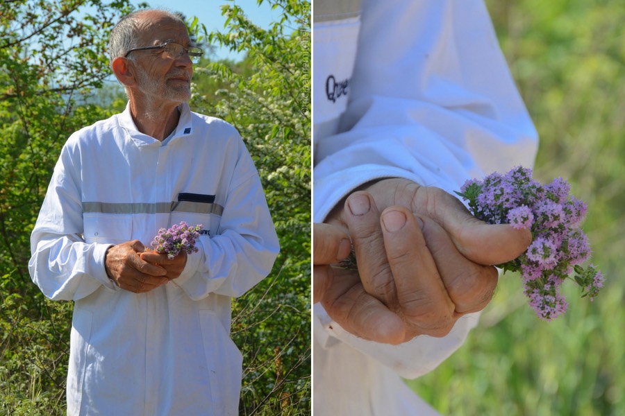 A man wearing a white beekeeping suit holds a cluster of lavender-colored wild thyme in his hand.