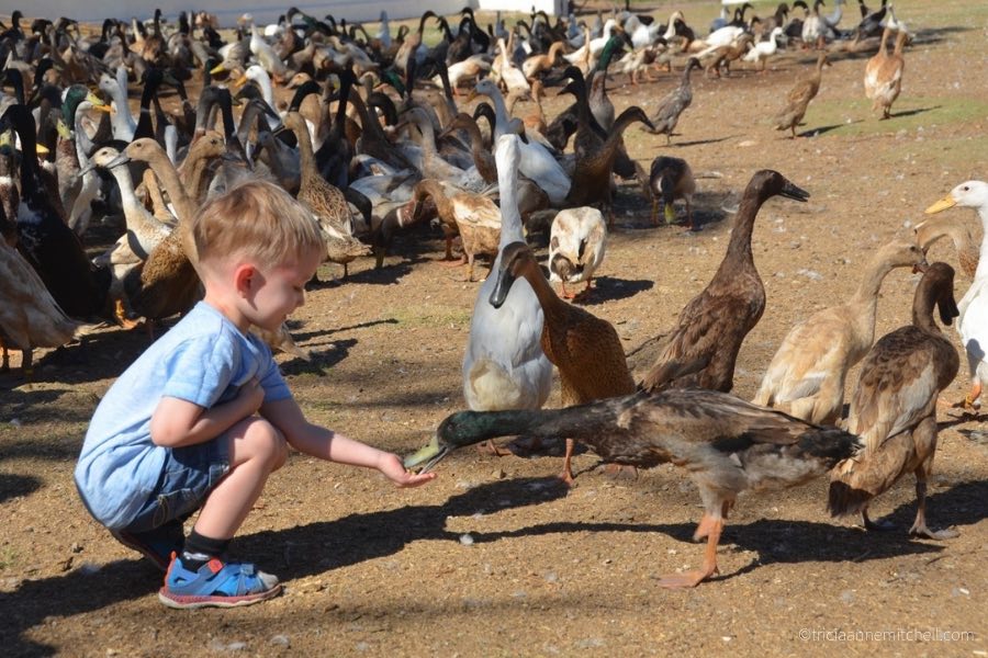 A spectator feeds a duck at the Vergenoegd Winery duck parade near Stellenbosch, South Africa.