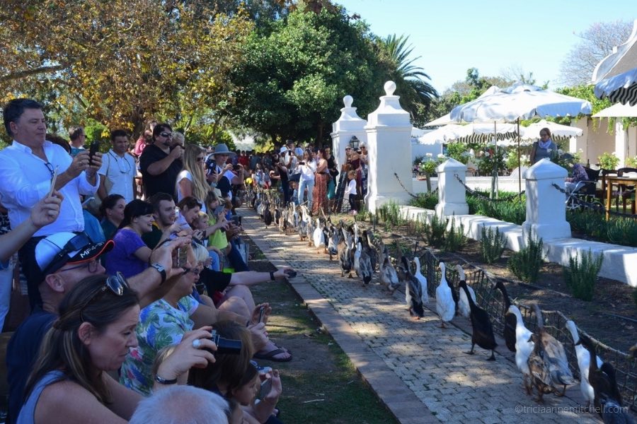 Spectators of all ages watch — and photograph — the duck parade at Stellenbosch's Vergenoegd Winery.