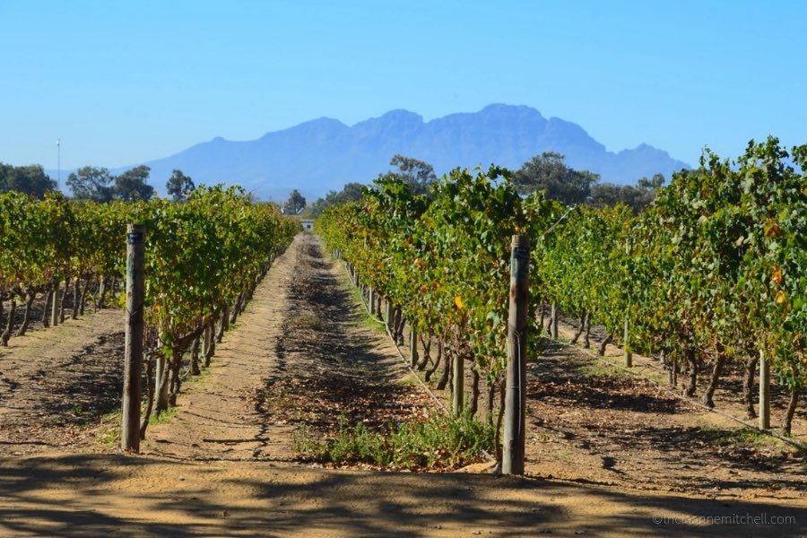 Rows of vines at the Vergenoegd Wine Estate, near Stellenbosch. The wine farm is well-known for its resident ducks, which help to combat pests.