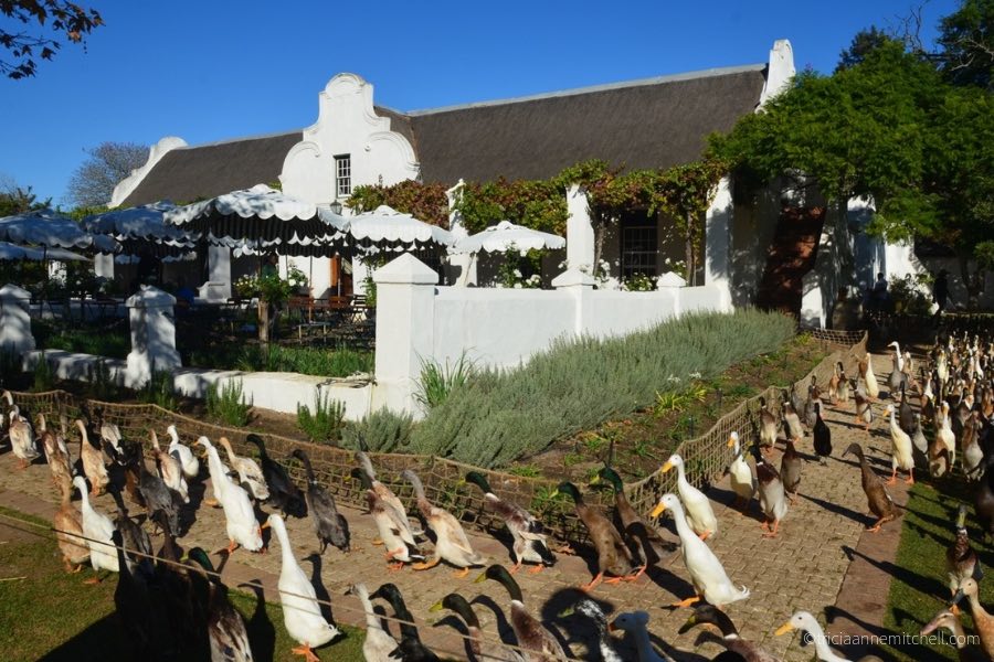 The procession of runner ducks at South Africa's Vergenoegd Wine Farm.