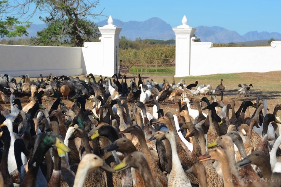 A flock of 1000+ ducks assembles before the Duck Parade at the Vergenoegd Winery near Stellenbosch, South Africa. Mountains and vines are visible off in the distance.