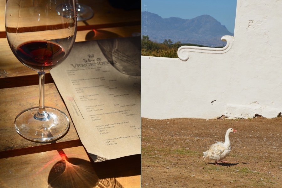 Vergenoegd Winery wine tasting duck procession