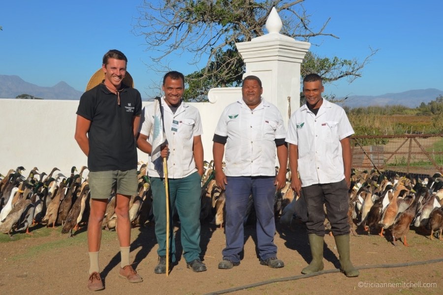 Vergenoegd Winery duck handlers