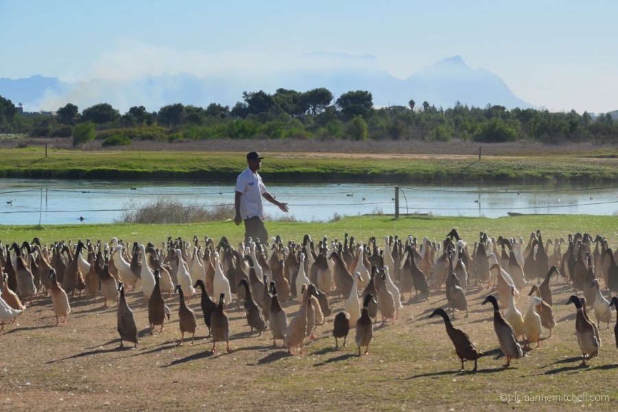 Runner Ducks at a winery near Cape Town, South Africa.