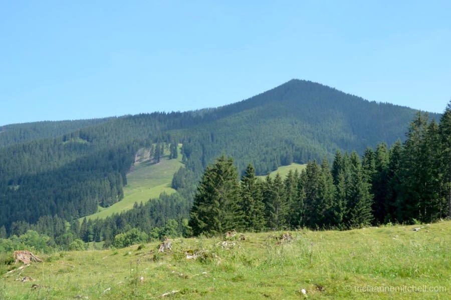 The Aufacker, a forested mountain peak, rises above a canopy of evergreen trees near Oberammergau, Germany. The sky is blue.