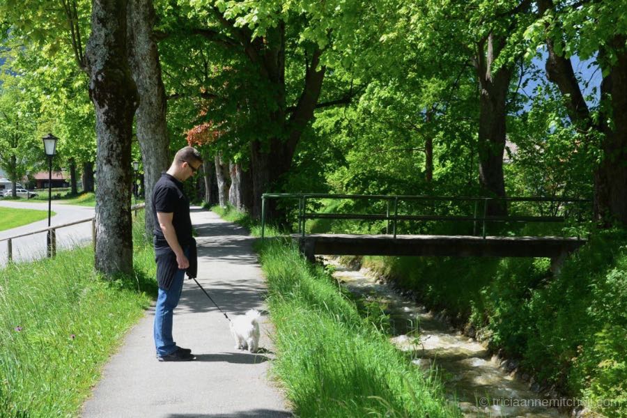 A man walks a white dog along a stream in Oberammergau, Germany. The trees shading the sidewalk are full of green foliage. There is a small pedestrian bridge crossing this small river in Oberammergau, Germany.