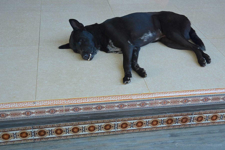 Ketut Liyer Pet Dog A black dog lies in the courtyard of Ketut Liyer's home in Ubud, Bali.