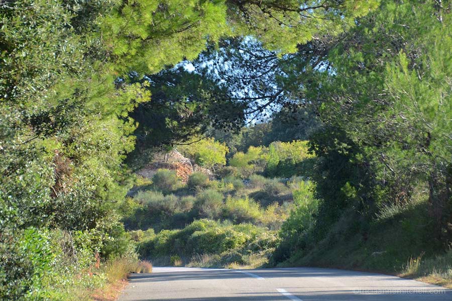 A 2-lane road on the island of Brac, which is surrounded by evergreen and deciduous trees.
