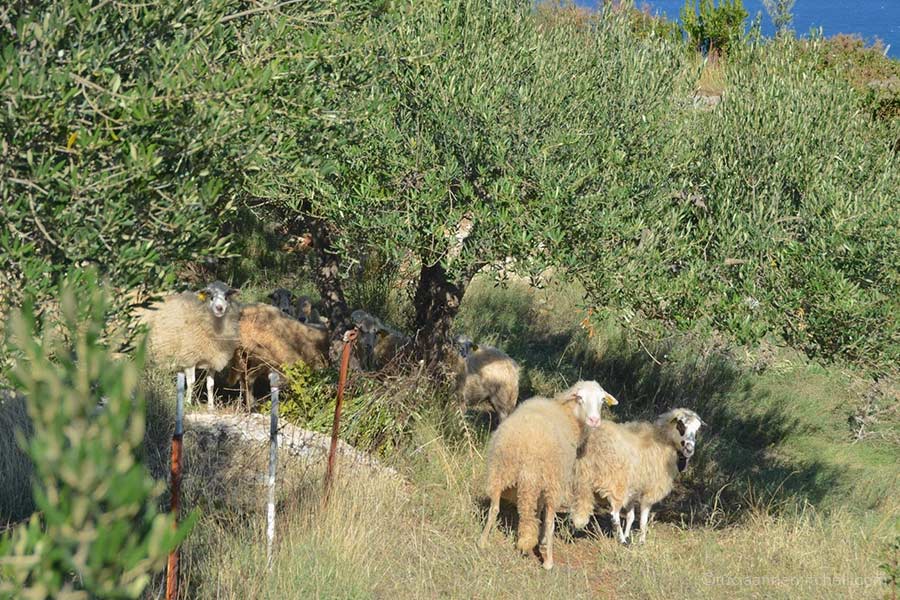 Sheep graze near olive trees on the Croatian island of Brac.