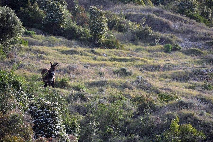 A brown donkey stands in a terraced field among bushes and foliage.