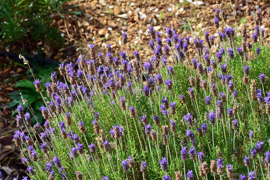 A purple and green lavender plant