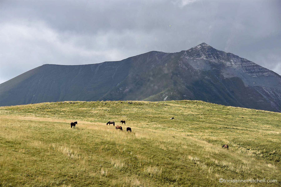 Horses graze on green and straw-colored grass alongside the Georgian Military Highway.