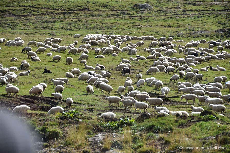 A flock of sheep soaks up the sunshine and grazes alongside the Georgian Military Highway.