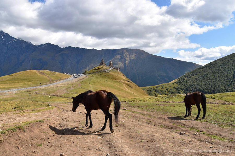 Two brown horses graze on the yellowish-green slopes of the Caucasus Mountains in Georgia. The Gergeti Trinity Church (near Kazbegi) is in the background.