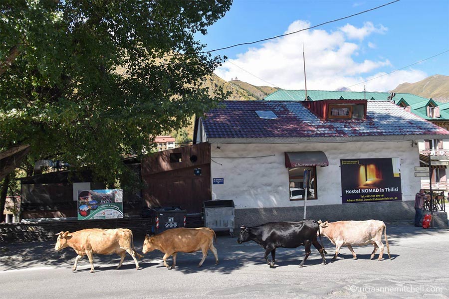 Four cows (three brown, one black) walk alongside a main road near the town of Kazbegi / Stepantsminda, Georgia.