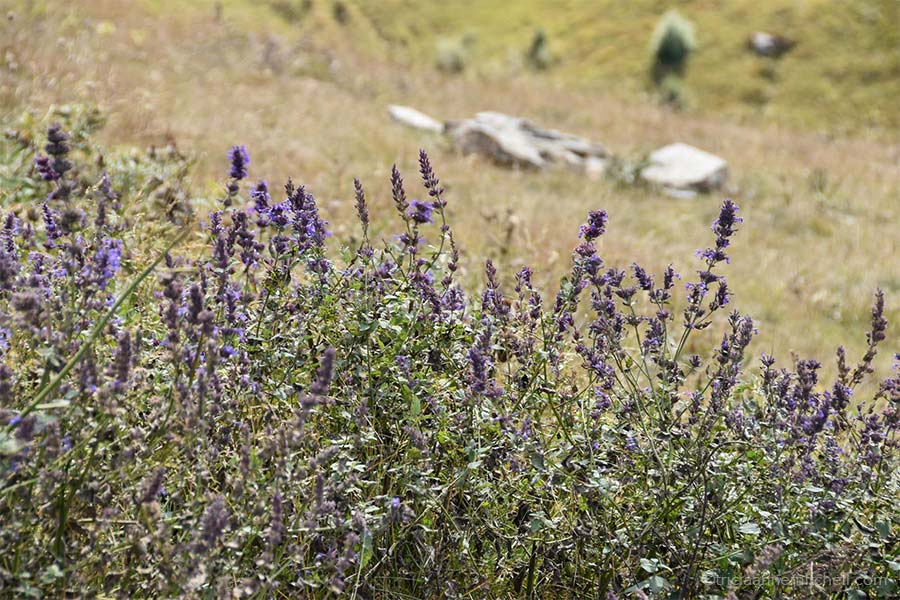 A cluster of delicate purple flowers resembling lavender grows on the grassy slopes near the church.