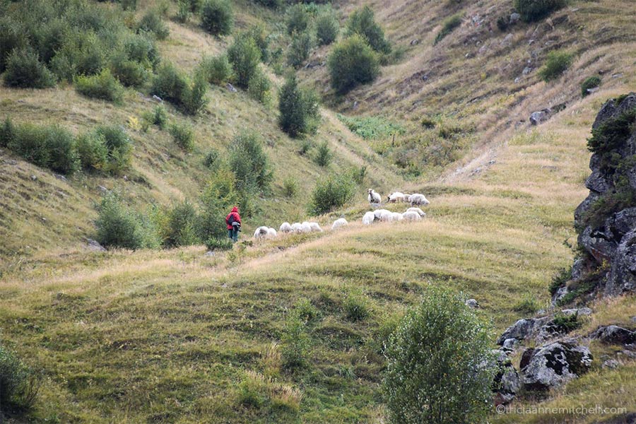 A shepherd wearing a red jacket looks after about 15 grazing sheep on the grassy slopes of a mountain in the Caucasus.