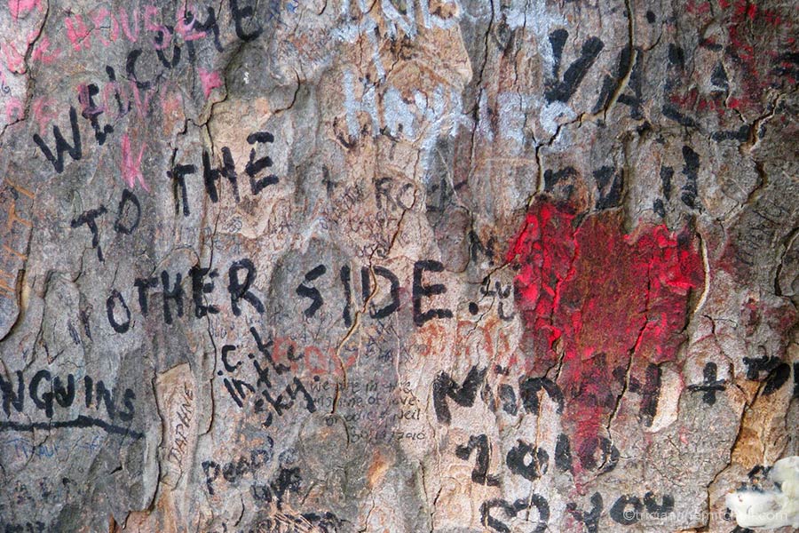 Near Jim Morrison's grave in Paris' Pere Lachaise Cemetery grows a tree whose trunk contains grafitti from fans. Here you can make out a red heart and the words "Welcome to the other side."