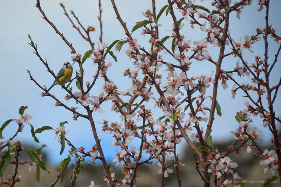 A yellow, blue and white bird sits on the branch of a tree with pale pink blossoms.