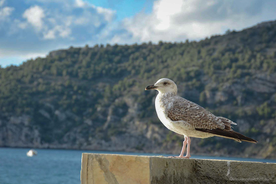 A seagull sits on a stone wall by the sea