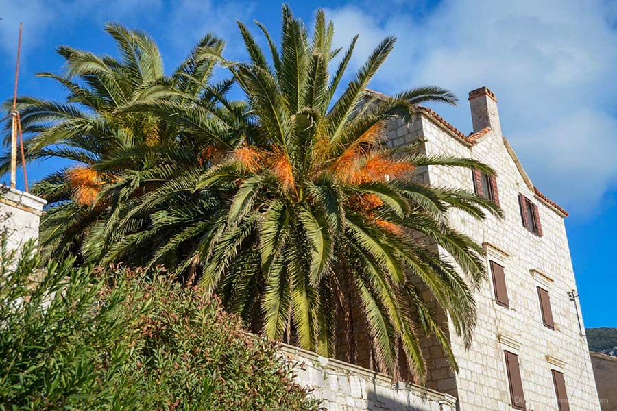 Palm trees growing in the backyard of an old stone home in Croatia