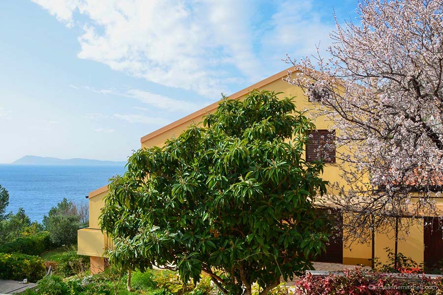 A yellow house with brown shutters located on the coast of the Adriatic Sea. There's an island off in the distance and a flowery tree in the foreground.
