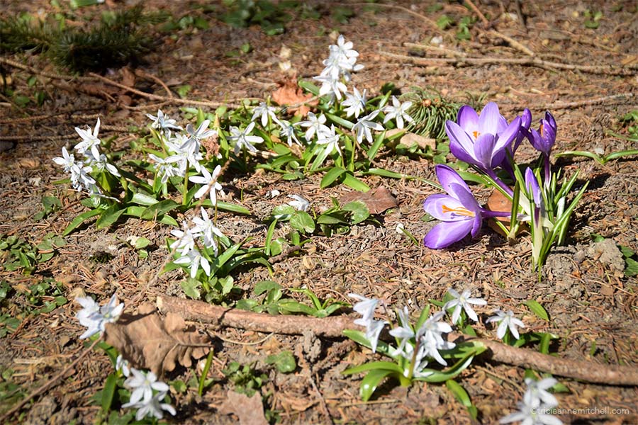 Purple and white flowers in springtime