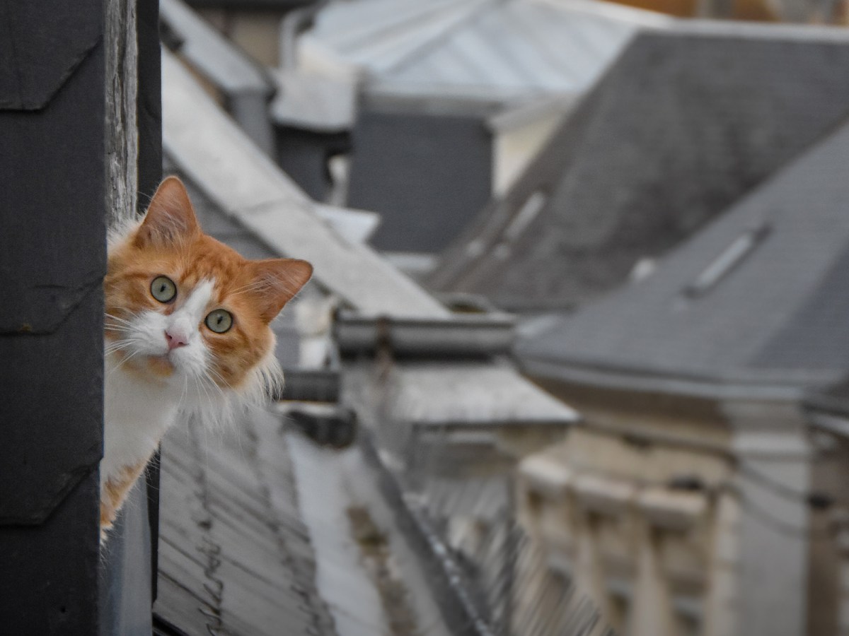 Photo du Jour: Cat on a Cool Slate Roof in Amboise,&nbsp;France