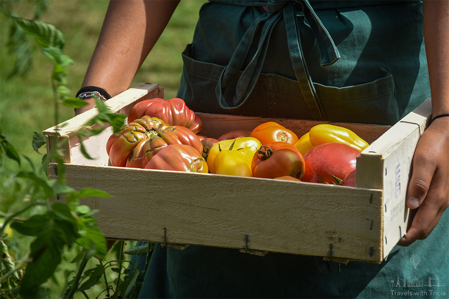 A woman, wearing a green apron, holds a wooden crate filled with red, yellow, and orange heritage tomatoes. Only her hands are visible.